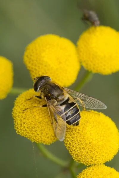 꿀 비행 — 스톡 사진