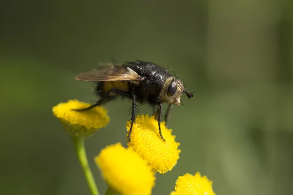 Tachinid vliegen mond — Stockfoto