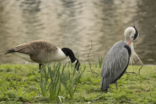 Blue Heron and Goose — Stock Photo, Image