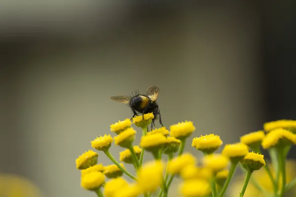 Tachinid Fly — Stockfoto