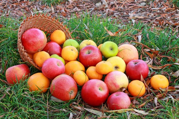 Fruit basket on the ground — Stock Photo, Image