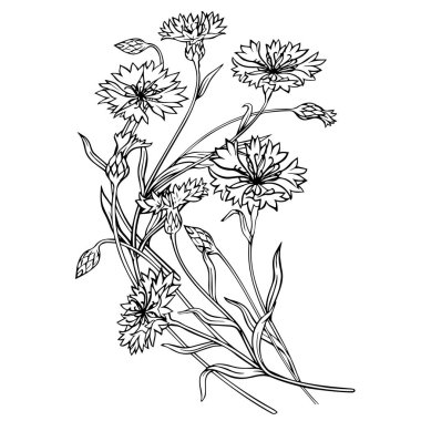 Tarla çiçekleri. Çiçekleri beyaz arka planda toplayın. Yakın plan. Vektör grafikleri.