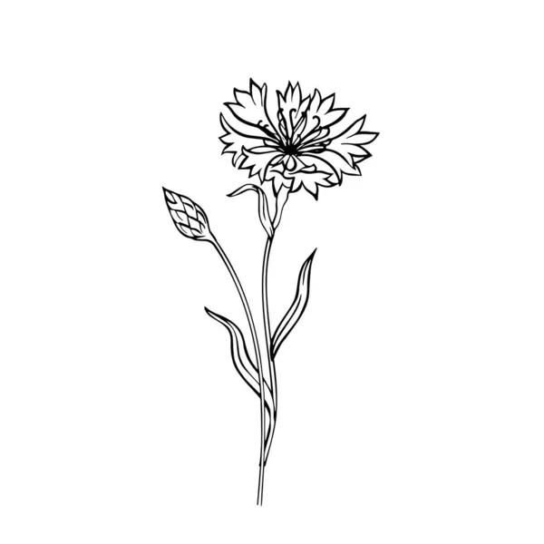 Polne Kwiaty Kukurydzy Kwiaty Konturu Białym Tle Zbliżenie Grafika Wektorowa — Wektor stockowy