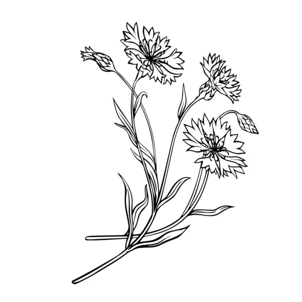 Feldkornblumen Konturblumen Auf Weißem Hintergrund Nahaufnahme Vektorgrafik — Stockvektor