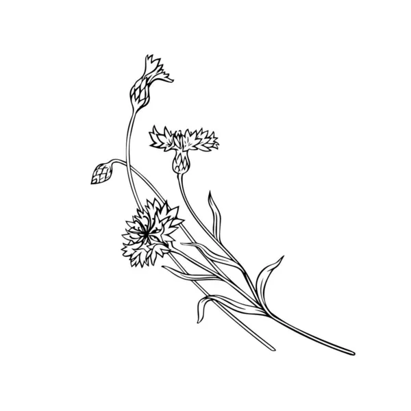 Feldkornblumen Konturblumen Auf Weißem Hintergrund Nahaufnahme Vektorgrafik — Stockvektor
