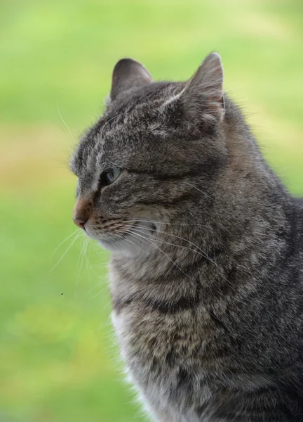 Katter — Stockfoto