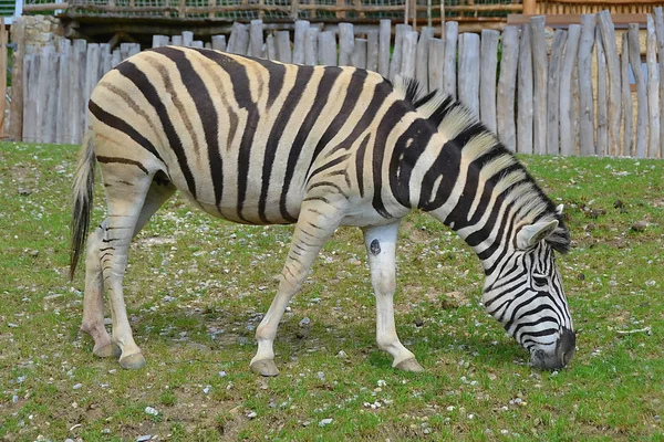 De zebra — Stockfoto