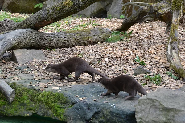 La nutria salvaje — Foto de Stock