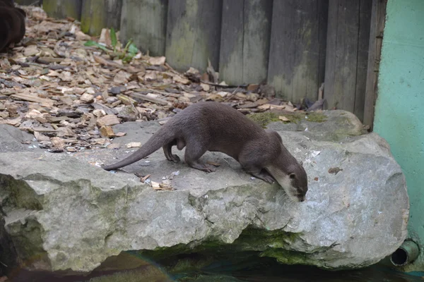 The wild otter — Stock Photo, Image