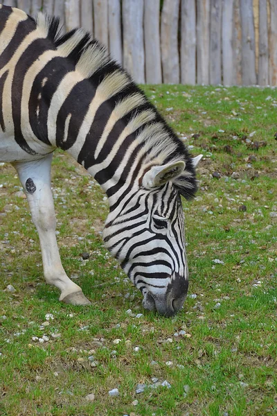Zebra - Stok İmaj