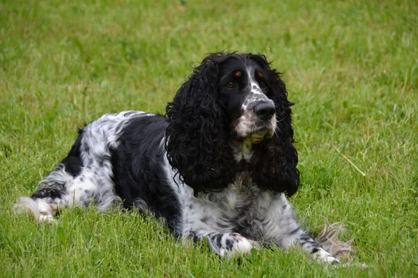 Cão e jardim — Fotografia de Stock