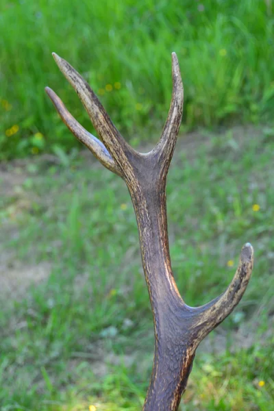 The antler — Stock Photo, Image