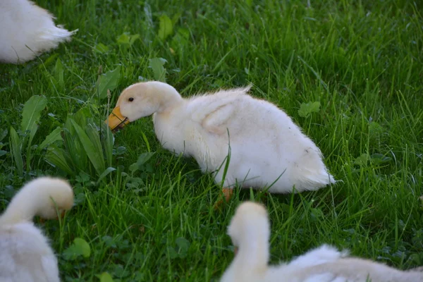 Pato. — Fotografia de Stock