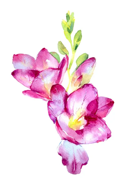 Aquarela Pintado Mão Lírio Flores Lírios Realistas Detalhados Para Impressão — Fotografia de Stock