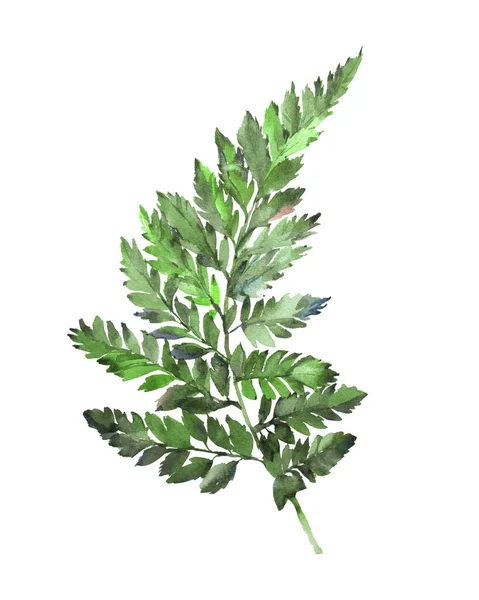 Botanischer Handgezeichneter Farn Isoliert Auf Weißem Hintergrund Aquarell Waldfarn Pflanzenprint — Stockfoto