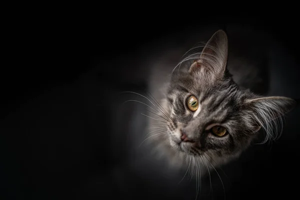 Κοντινό Πλάνο Πορτρέτο Του Αξιολάτρευτο Maine Coon Cat Stare Απομονωμένο — Φωτογραφία Αρχείου