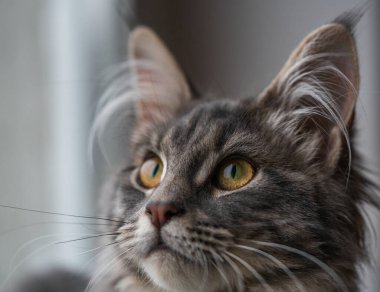 Portrait of domestic grey tabby Maine Coon kitten - 5 months old. Close-up studio photo of striped kitty looking at camera. Focus on eyes. Beautiful young cat on grey background