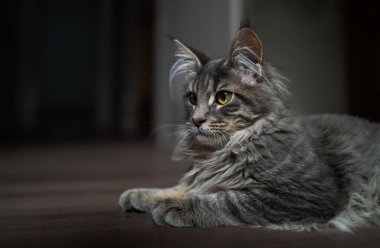 sleepy kitten yatıyor ahşap bir zemin için.