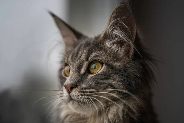 Närbild Porträtt Bedårande Maine Coon Cat Stare Upp Isolerad Svart — Stockfoto