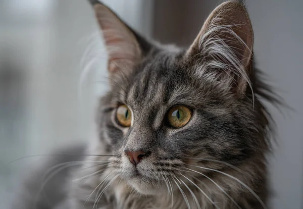 Närbild Porträtt Bedårande Maine Coon Cat Stare Upp Isolerad Svart — Stockfoto