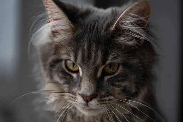 Detailní Záběr Portrét Rozkošný Maine Mýval Kočka Zírat Nahoru Izolované — Stock fotografie