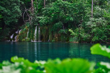 Ağaçları ile orman gölde bir mavi su.