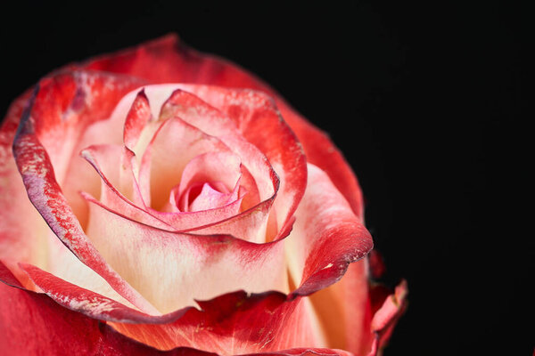 Beautiful single pink rose isolated on black background. Close up shot of pink rose.