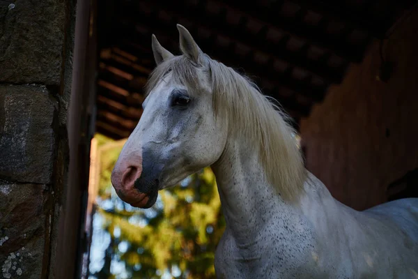 Retrato Caballo Blanco Flores Amapola Amanecer —  Fotos de Stock