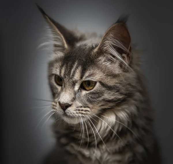 Cabeza Gato Cerca Sobre Fondo Blanco — Foto de Stock