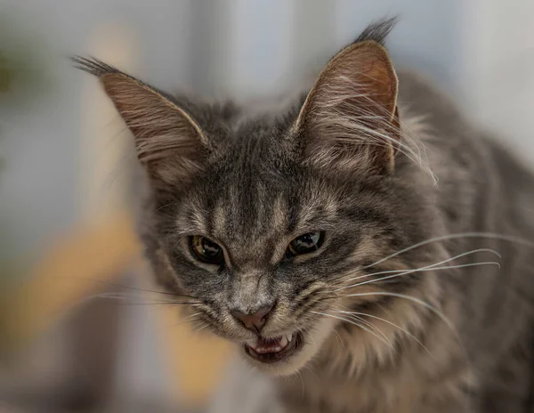 Zbliżenie Zły Kot Warczy Kot — Zdjęcie stockowe