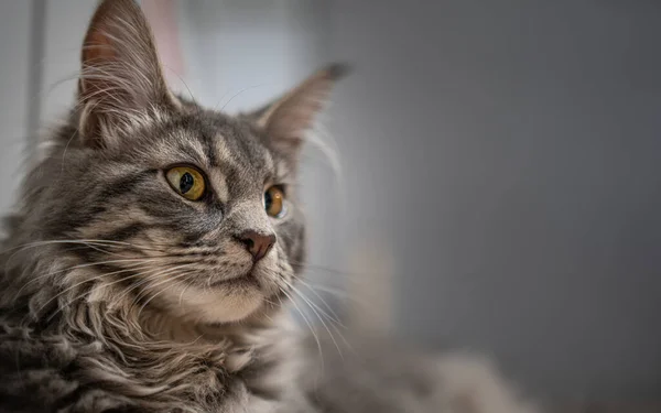 Retrato Gato Cinza Estúdio Com Fundo Escuro — Fotografia de Stock