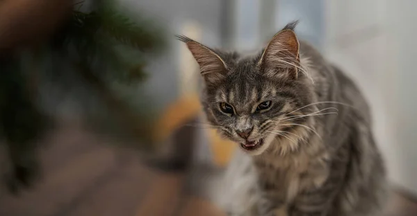 Angry Maincoon Cat Looks Front Showing Fangs — Stock Photo, Image