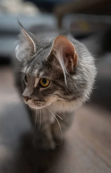 Grijze Kat Portret Studio Met Donkere Achtergrond — Stockfoto