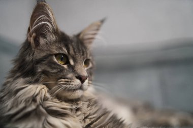 Büyük siyah bir tekir rakunun portresi.