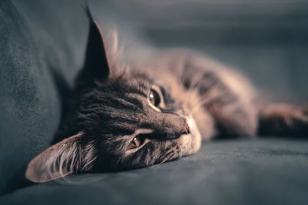 Small Grey Kitten Fall Asleep While Hiding Tow Pillows — стоковое фото