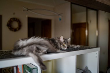 Kedi yana bakar ve yeşil bir çimenliğe oturur. Doğada sarı gözlü tüylü gri bir kedinin portresi. Yaklaş. Ana Rakun cinsi. Büyük sarı gözler..