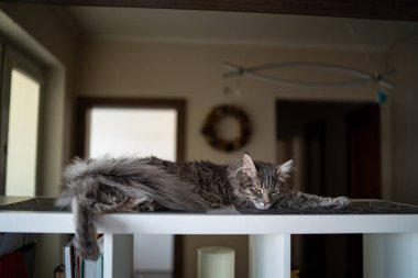 Kedi yana bakar ve yeşil bir çimenliğe oturur. Doğada sarı gözlü tüylü gri bir kedinin portresi. Yaklaş. Ana Rakun cinsi. Büyük sarı gözler..