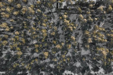 Sandy beach Baltık Denizi'nin. Klaipeda, Palanga