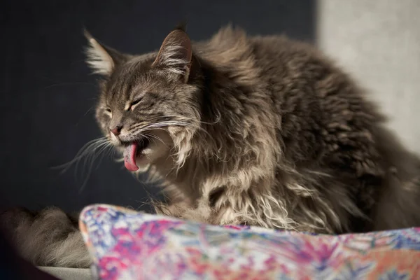 Schattig Huisdier Kat Zitten Een Kussen — Stockfoto