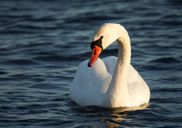 白い白鳥の青い湖で サイドビューは非常にクローズアップ — ストック写真