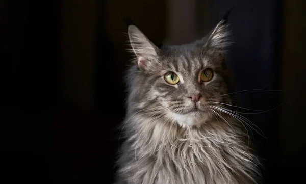黑色背景上的灰绒毛猫 黄色眼睛的猫 眼神凶狠的猫 — 图库照片