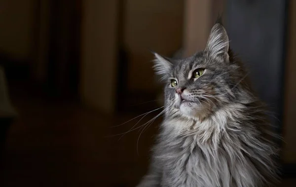 Gato Gris Esponjoso Sobre Fondo Negro Gato Con Ojos Amarillos — Foto de Stock