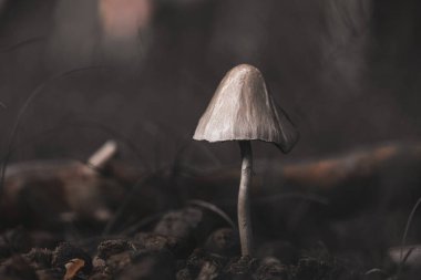 A forest brown mushroom in a natural background . High quality photo 
