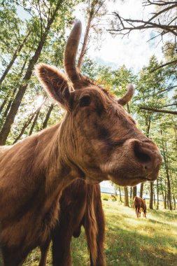 Yeşil yaz tarlasında inekler sürüsü