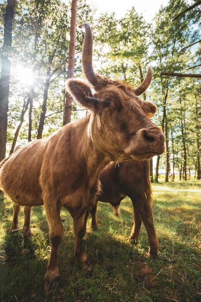 Beautiful horned Highland Cattle enjoying the Sunrise on a Frozen Meadow in the Italian Dolomites