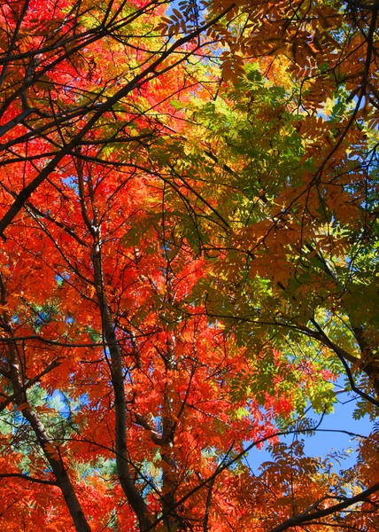 Hojas de color brillante en las ramas — Foto de Stock