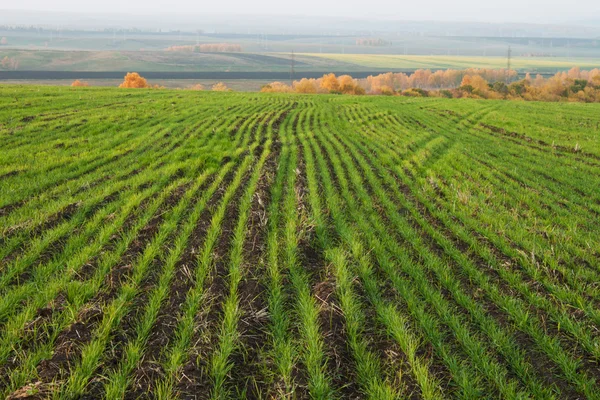 Campo con cultivos de invierno —  Fotos de Stock