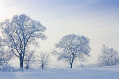 frost ile kış manzara beyaz ağaçları ile kaplı