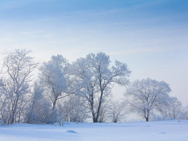 白雪覆盖的树 — 图库照片