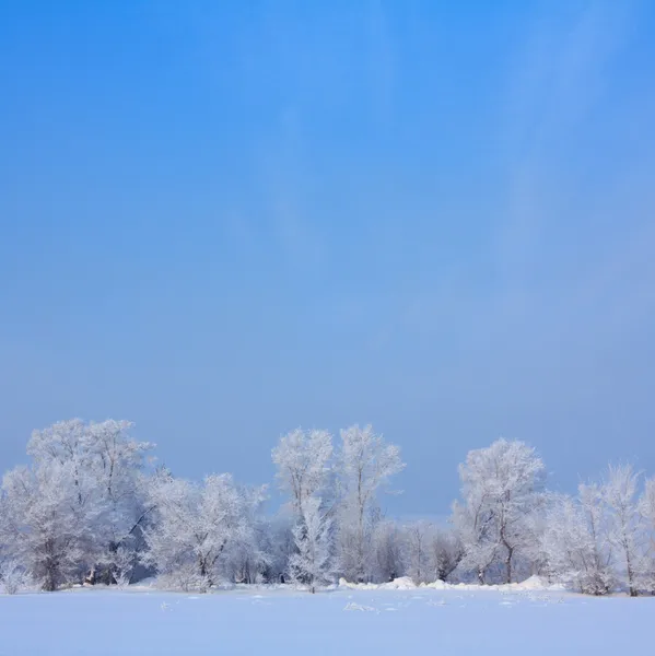 白雪覆盖的树 — 图库照片